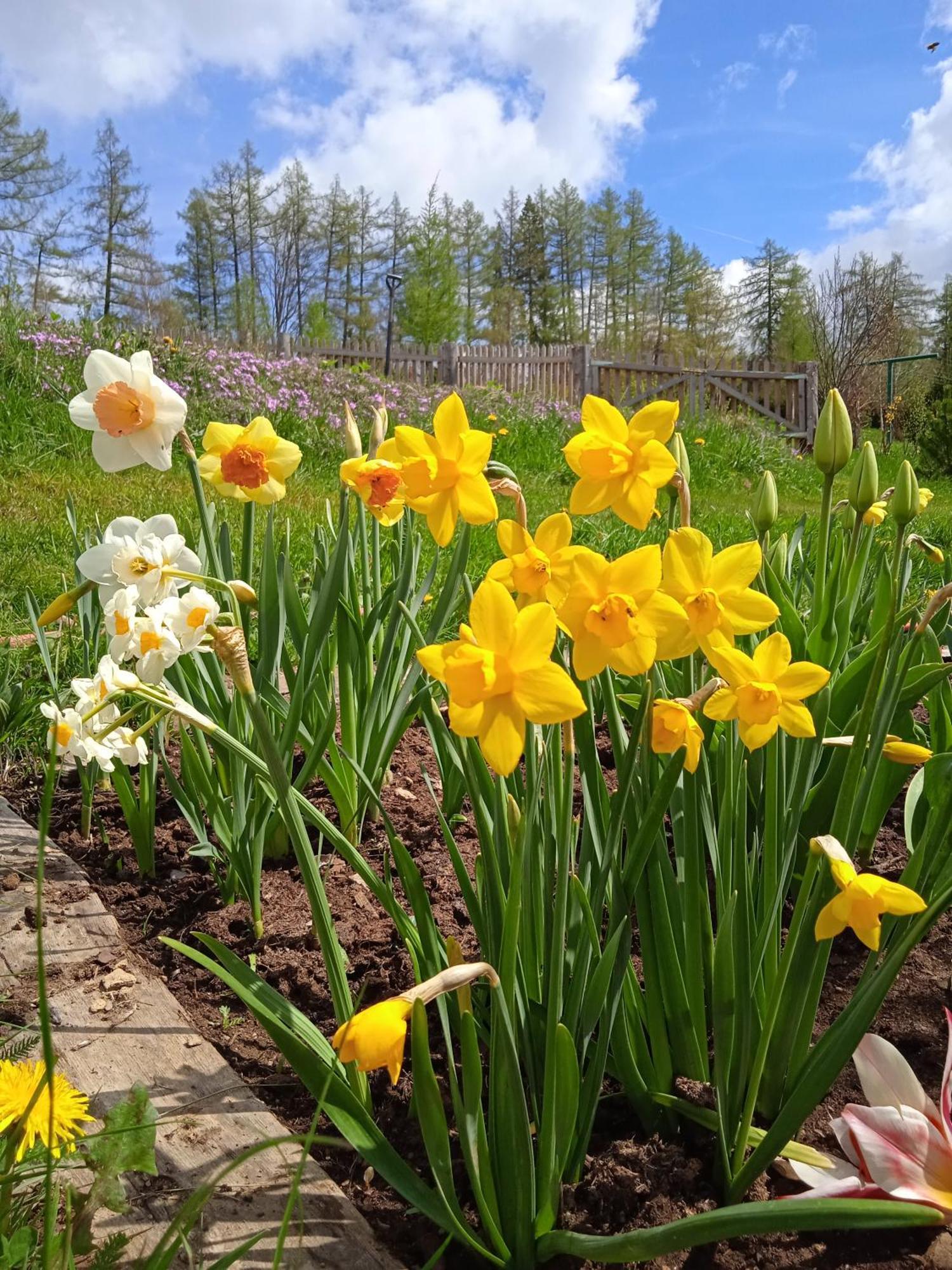 Srub - šumava *